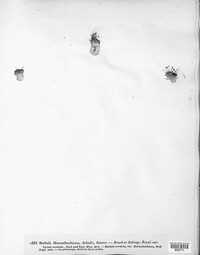 Image Associated With the Occurence